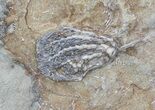 Three Species of D Crinoids On One Plate - Crawfordsville, Indiana #68592-2